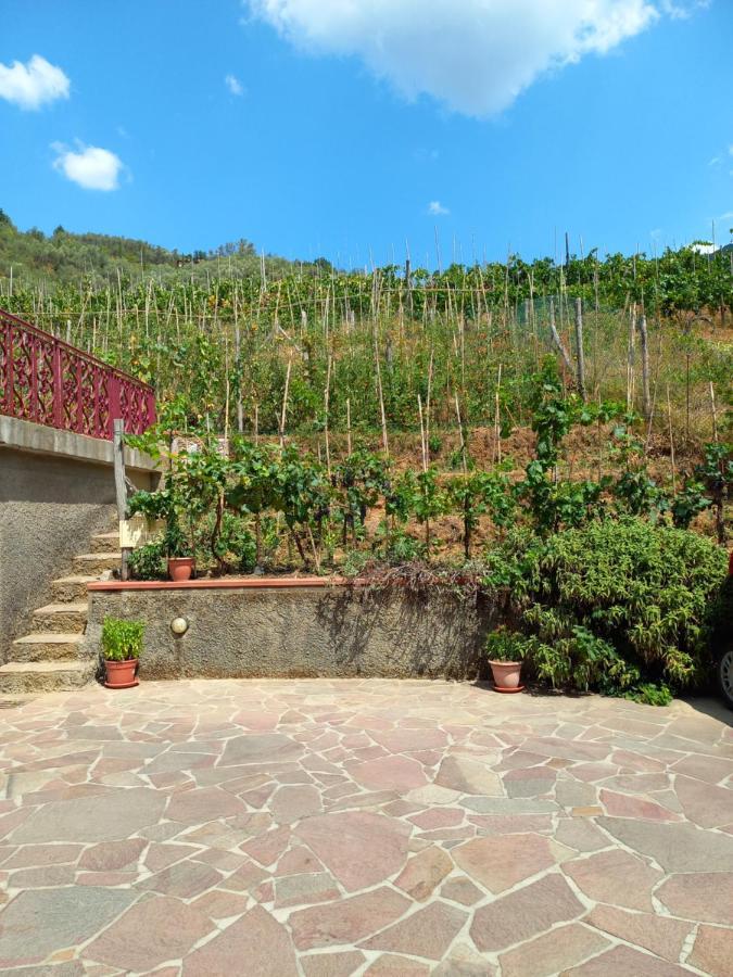 Villa Ester Camaiore Eksteriør bilde